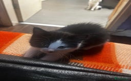 Mixed Breed cats for sale: 2 Female kittens  - Image 2