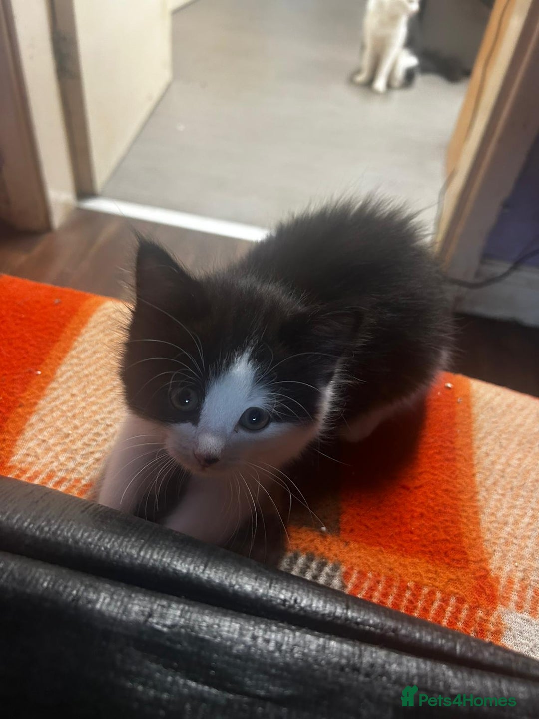 Mixed Breed cats for sale: 2 Female kittens  - Image 2
