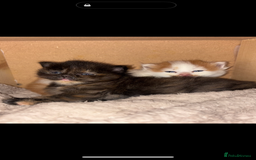 Persian cats for sale: x2 Persian Kitten for sale - Image 1