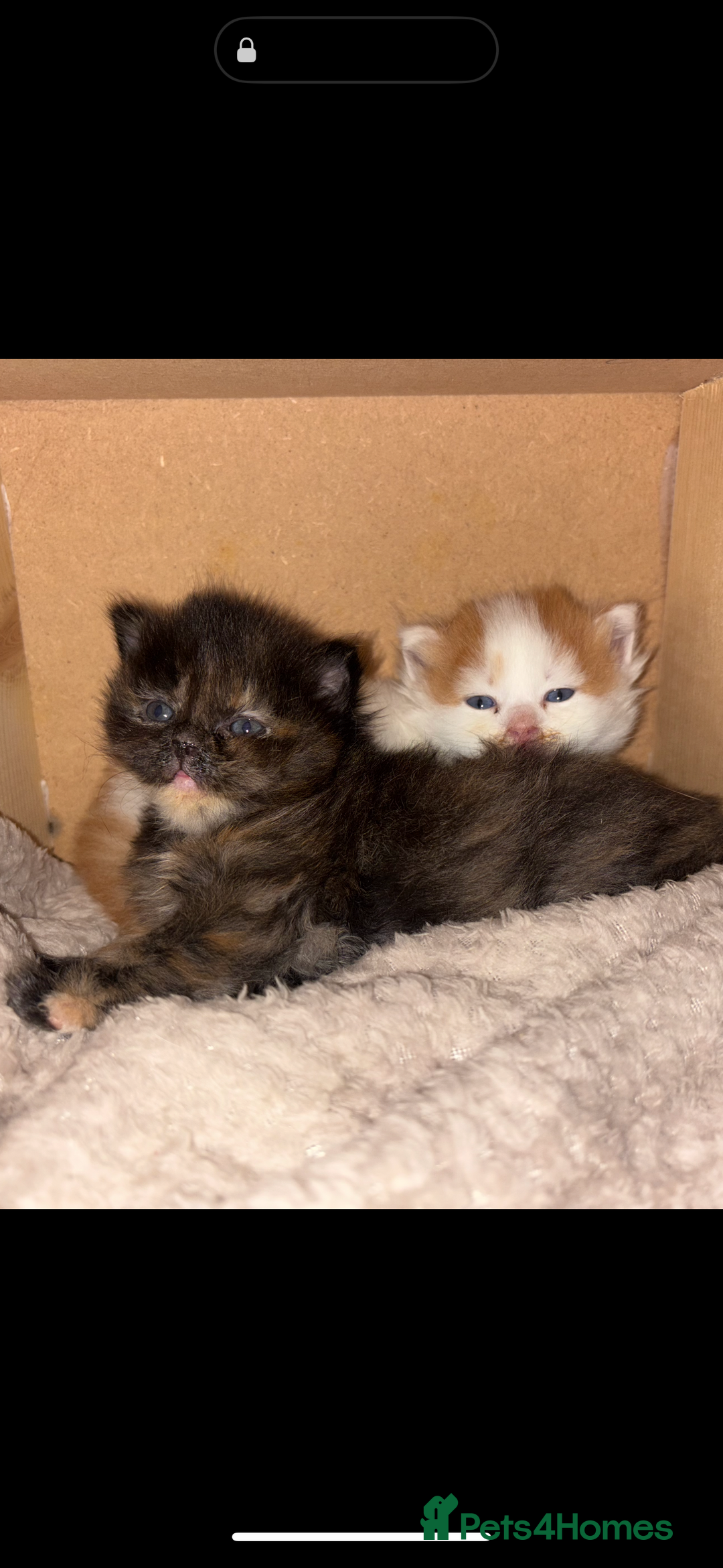 Persian cats for sale: x2 Persian Kitten for sale - Image 1