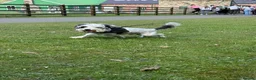 Jackapoo dogs for stud: Stud Male Jackapoo 4y/o  in Durham - Advert 7