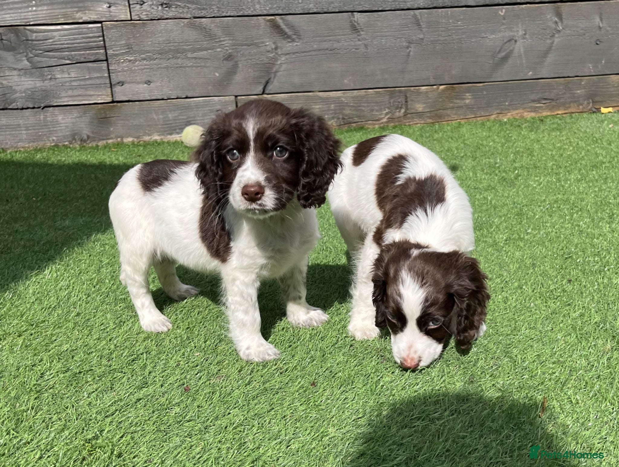 Cocker Spaniel dogs 🐶❤️Gorgeous Cocker Spaniels Puppies  - Advert 1