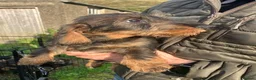 Dachshund dogs for sale: Kennel Club Reg Wirehaired Dachshund Teckel pups - Advert 16