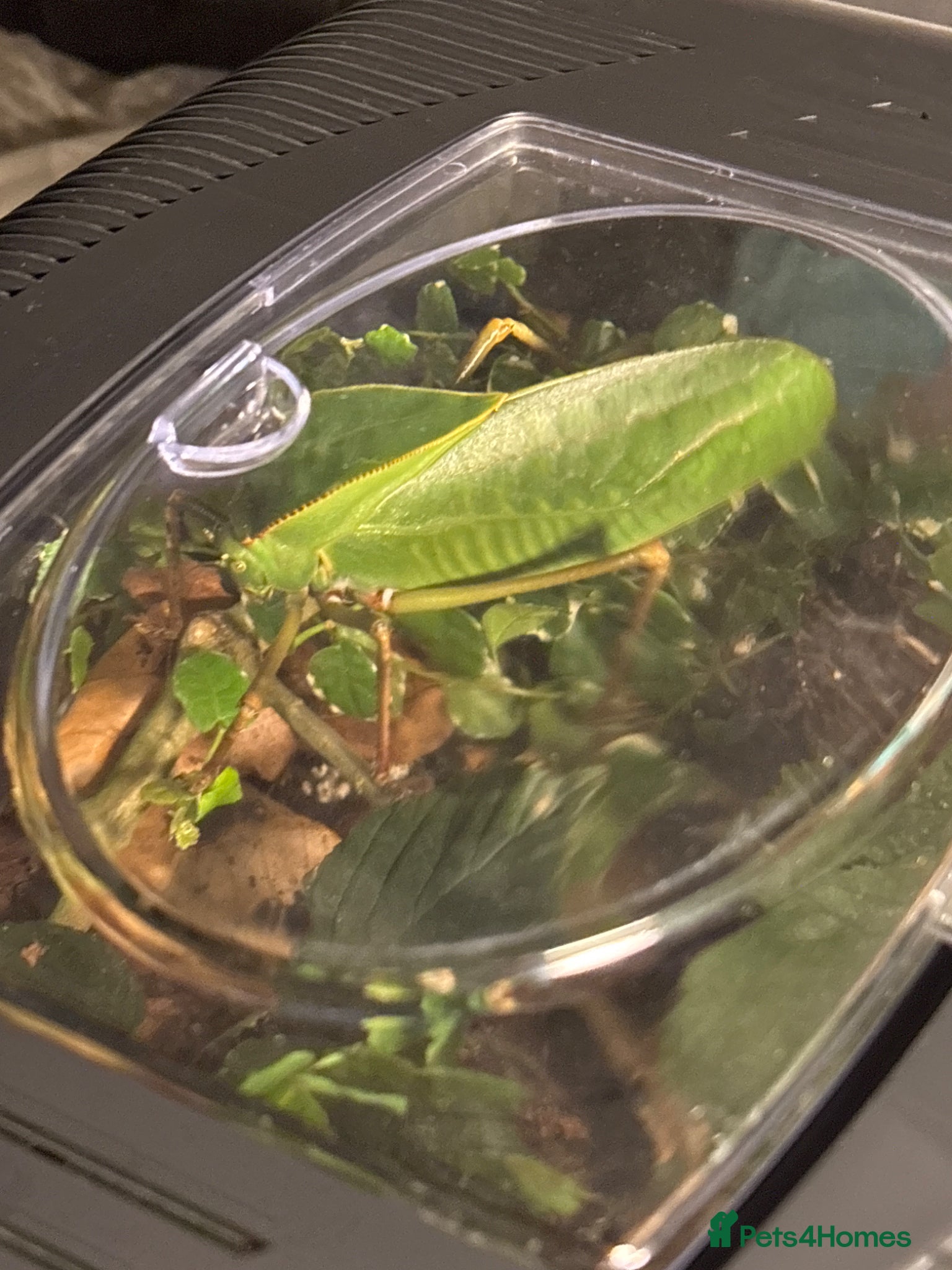 Mixed Breed invertebrates Giant Hooded Katydid (adult male) - Advert 4