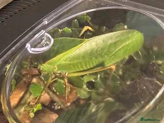 Mixed Breed invertebrates Giant Hooded Katydid (adult male) - Advert 4