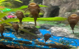 Plecos fish for sale: Young bristlenose plecos - Image 1