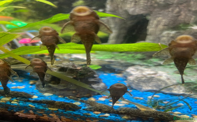 Plecos fish - Advert 2