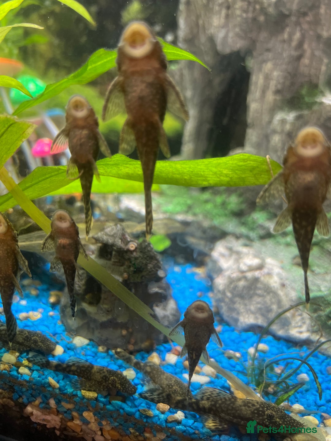 Plecos fish for sale: Young bristlenose plecos - Image 1