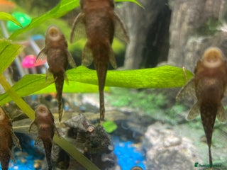 Plecos fish - Advert 25