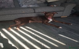 Mixed Breed dogs for sale: Xl,staffy,collie mix boy 7 months - Image 13