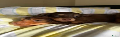 Dachshund 4