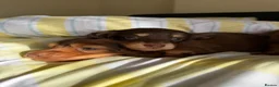 Dachshund dogs for sale: KC.Reg. Miniature LongHaired Dachshund Puppies  - Advert 6
