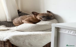 French Bulldog dogs for sale: Frenchie Male age 2.5  - Advert 3
