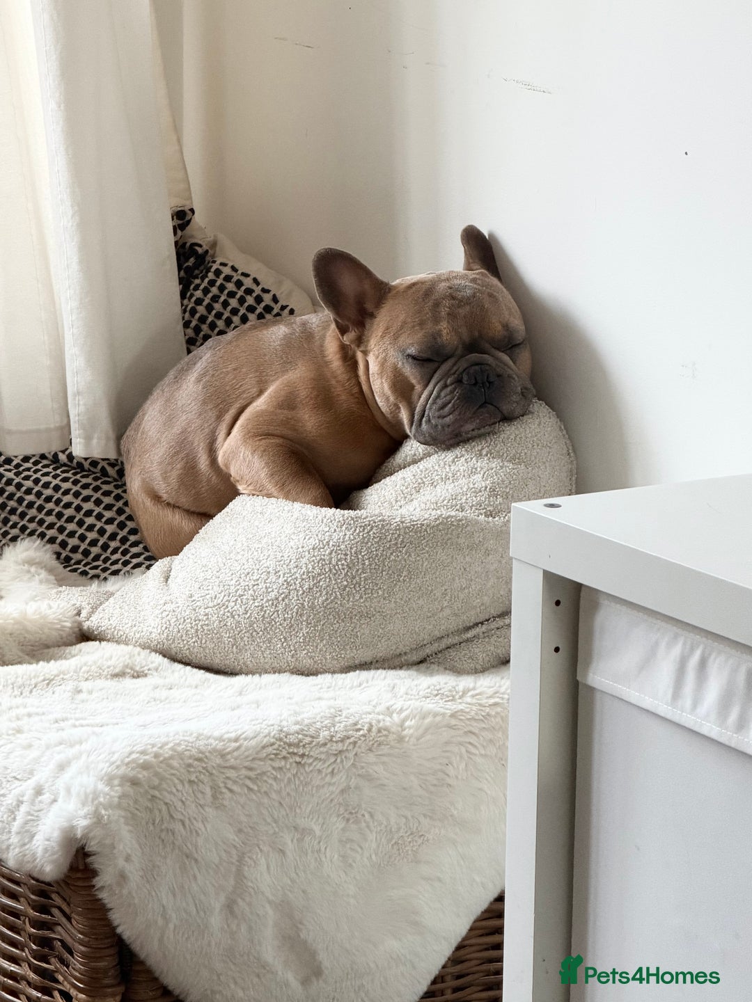 French Bulldog dogs for sale: Frenchie Male age 2.5  - Advert 3
