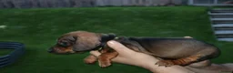 Dachshund dogs for sale: 7 dachshund pups for sale in Bradford - Advert 32