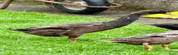 Ducks poultry for sale: Flock of young runner ducks - Advert 3