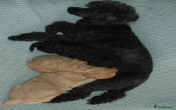 Toy Poodle dogs for sale: Toy Poodle  - Image 12