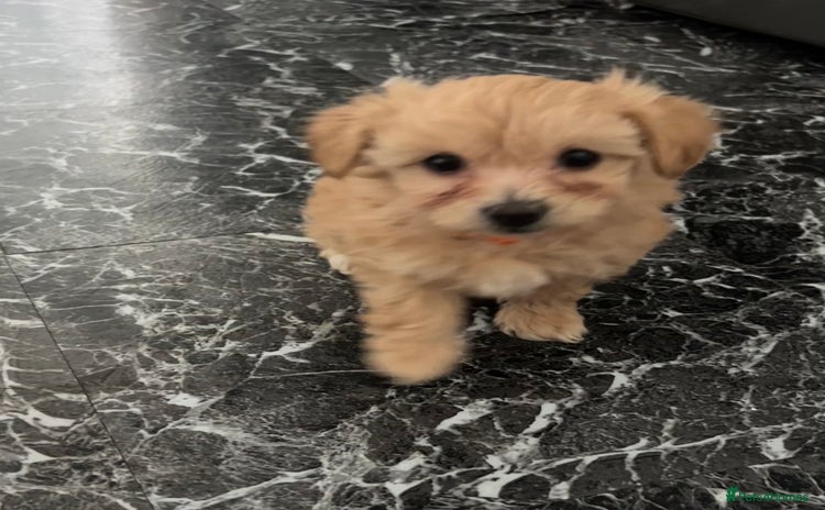 Maltipoo dogs - Advert 16