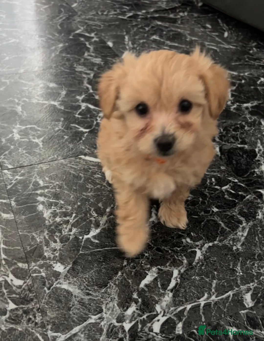 Maltipoo dogs for sale: F1 TINY TOY MALTIPOOS🩷health tested clear parents - Image 1