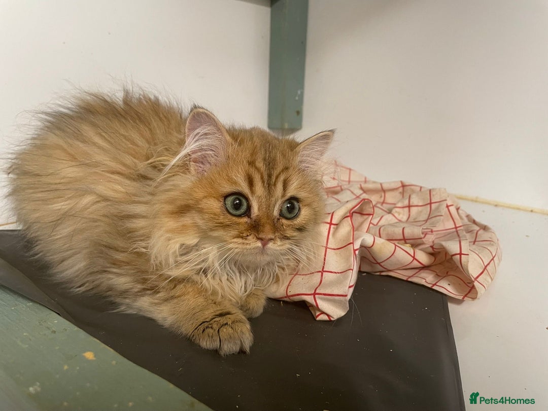 Persian cats for sale: Pure Golden Chinchillas available - Image 5