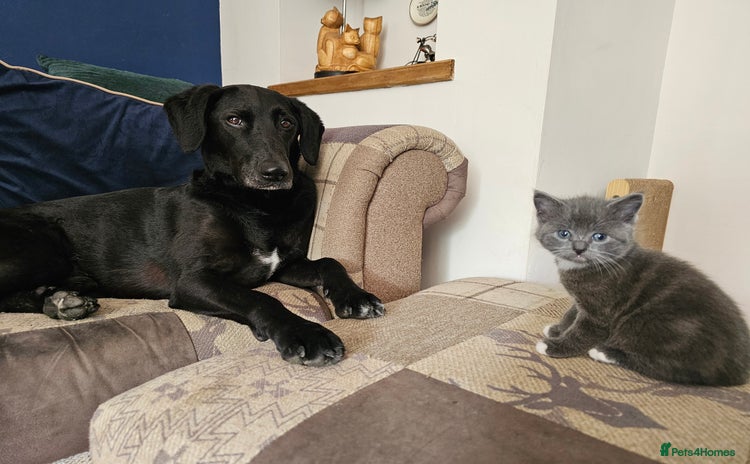 Mixed Breed cats - Advert 13