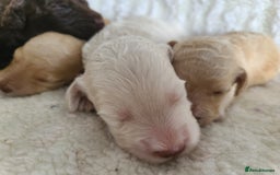 Cockapoo dogs for sale: F1b Cockapoos. Boys & Girls. DNA HEALTH TESTED - Image 18