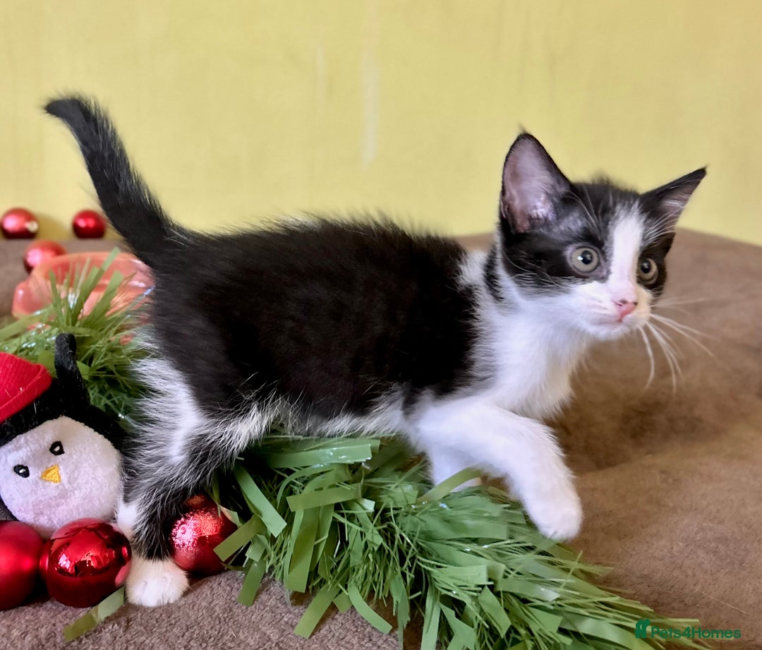 Mixed Breed cats for sale: Kittens from half Siamese mum - Advert 35