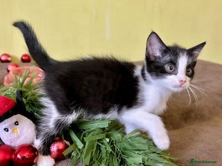 Mixed Breed cats Kittens from 1/2 Siamese Mum - Advert 11