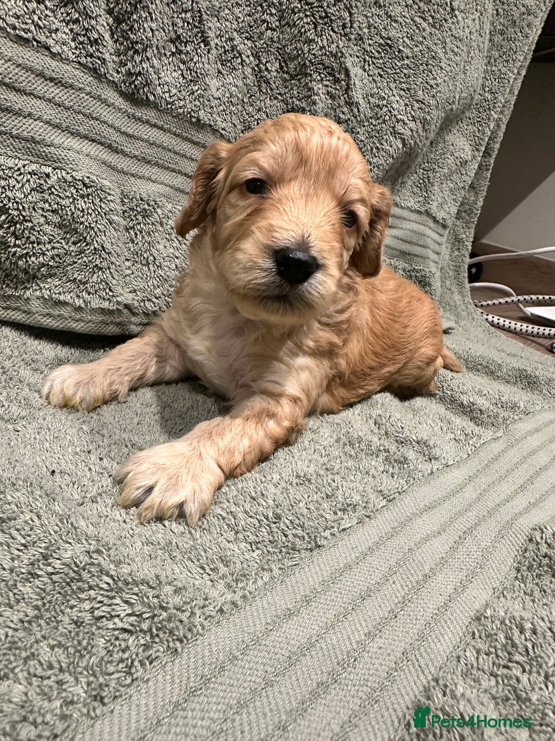 Cockapoo dogs for sale: Beautiful tiny cockapoos!  - Image 15