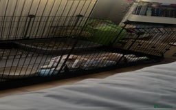 Mini Lop rabbits for sale: Cute, Playful Bunny Needs a New Home - Image 2