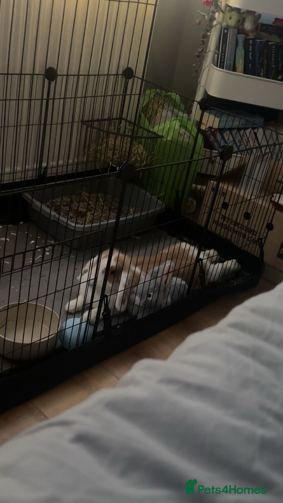 Mini Lop rabbits for sale: Cute, Playful Bunny Needs a New Home - Image 2