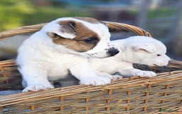 Jack Russell dogs for sale: Tremendous JRT boys  - Image 4