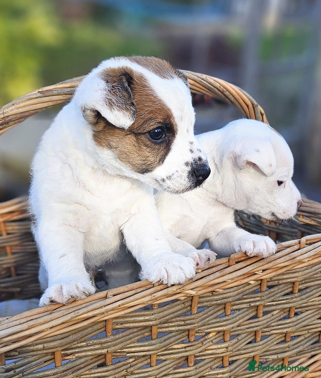Jack Russell dogs for sale: Tremendous JRT boys  - Image 4