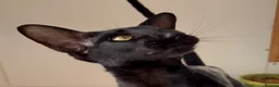 Oriental cats for sale: Oriental Shorthair - Advert 2