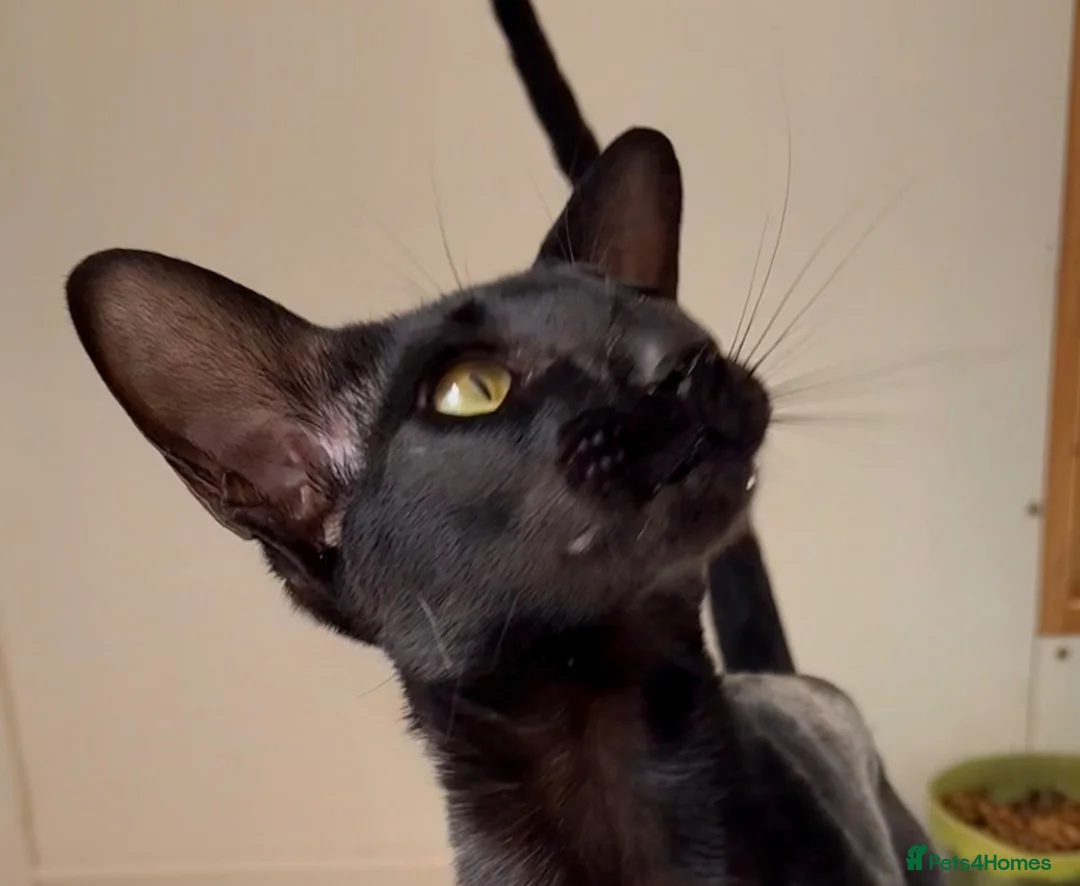 Oriental cats for sale: Oriental Shorthair - Advert 2