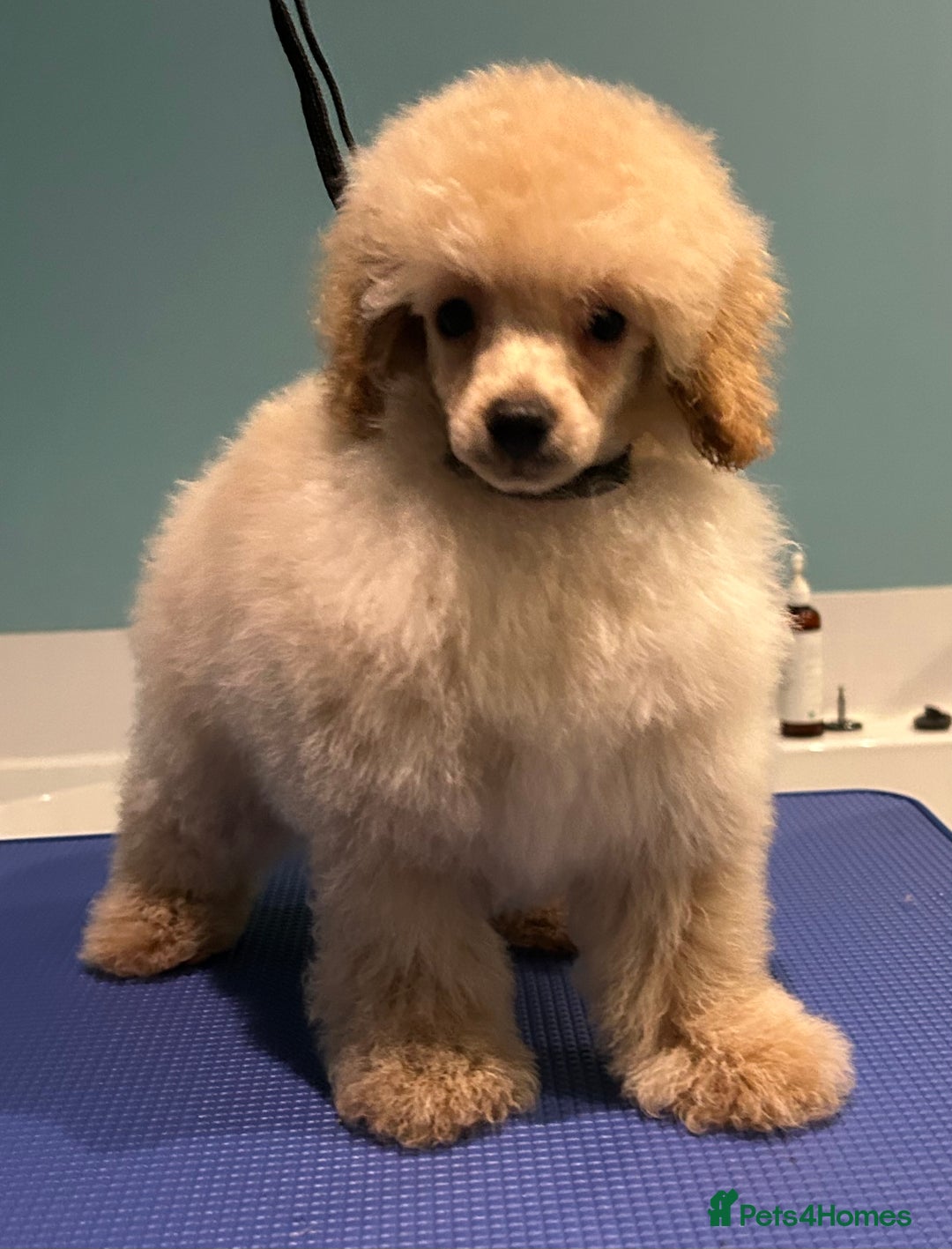 Miniature Poodle dogs for sale: Toy poodle puppies. Ready now.  - Advert 9