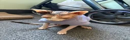 Sphynx cats for sale: Ruby - 7months old - Advert 2