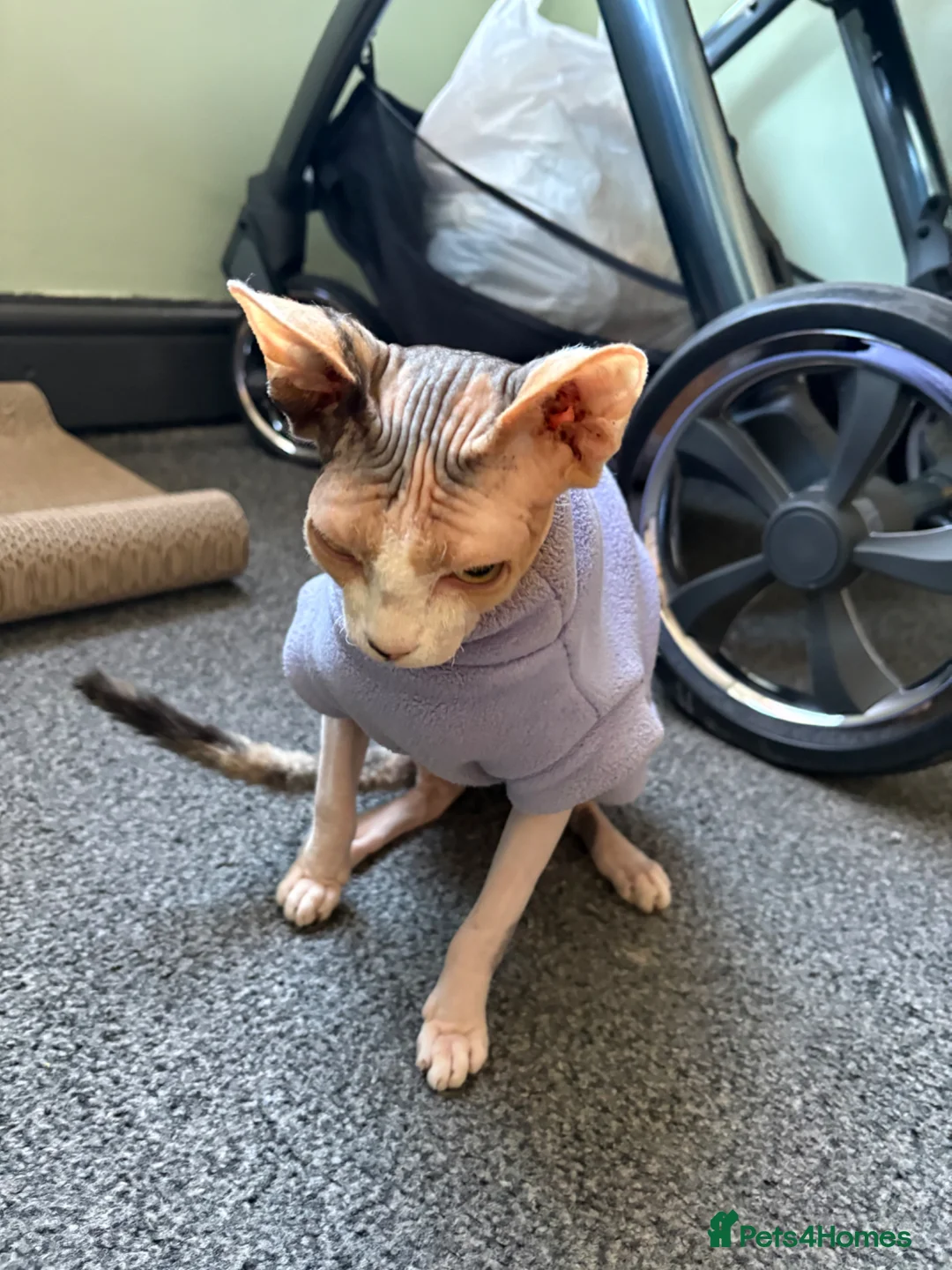 Sphynx cats for sale: Ruby - 7months old - Advert 2