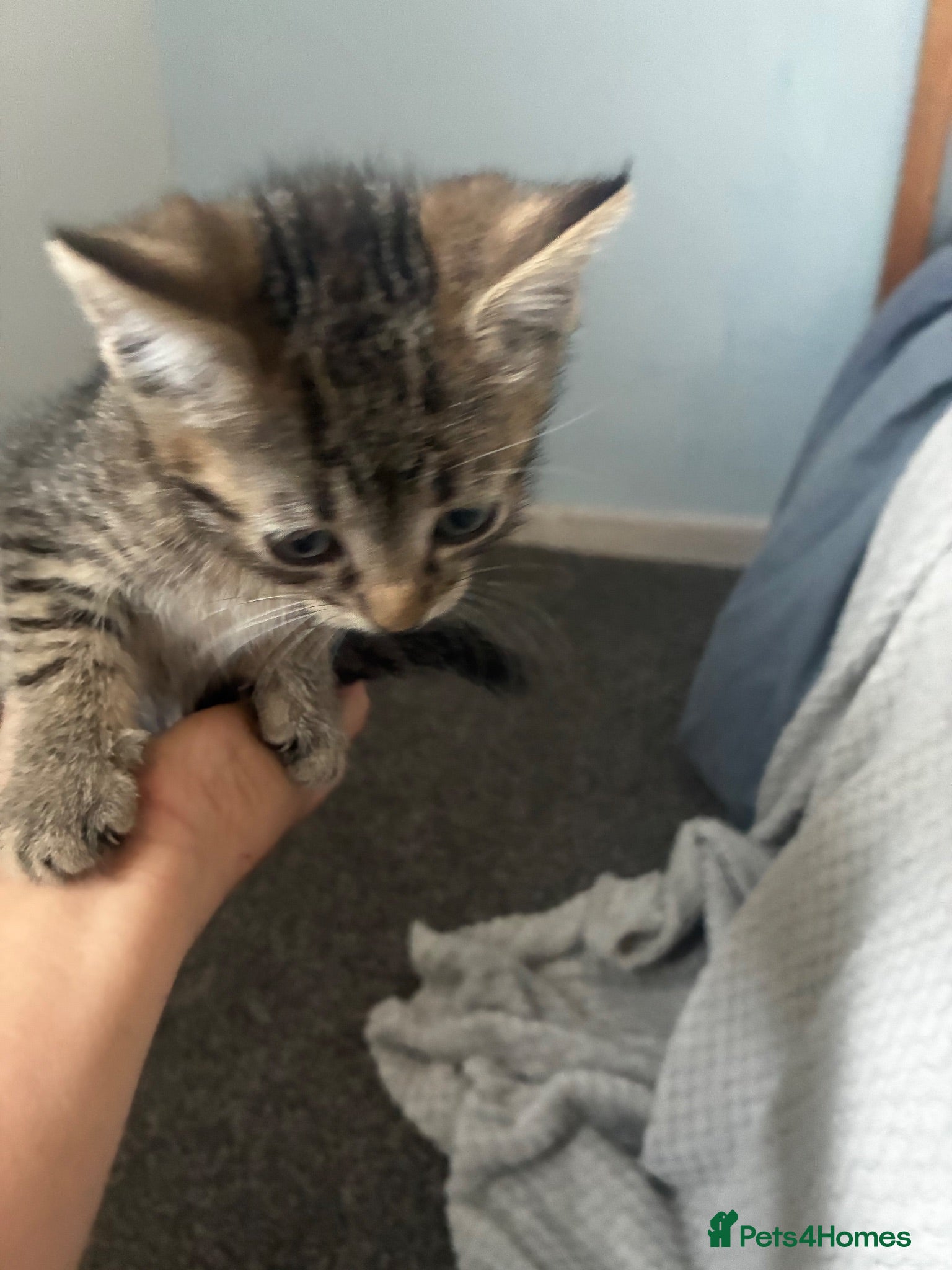 Mixed Breed cats Adorable playful kittens - Advert 2