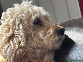 Cockapoo dogs Single male cockapoo - Advert 1