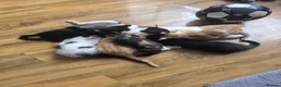 Mixed Breed cats for sale: 6 Kittens for Sale - £70 in London - Advert 6