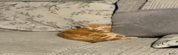 Mixed Breed cats for sale: Beautiful Ginger Boy in Taunton - Advert 2