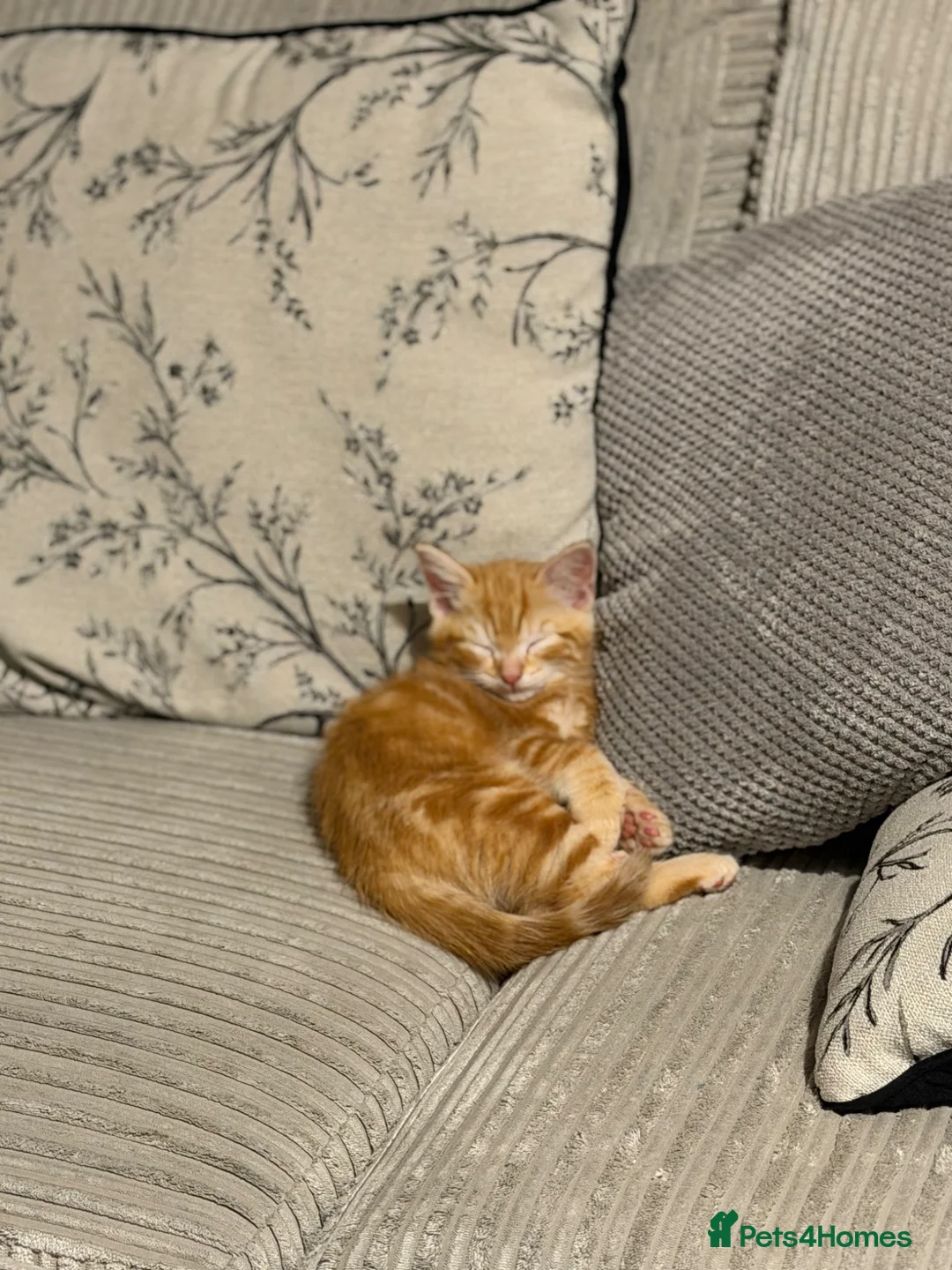 Mixed Breed cats for sale: Beautiful Ginger Boy in Taunton - Advert 2