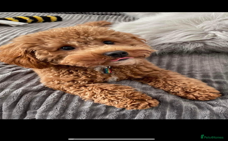 Cavapoo dogs - Advert 7
