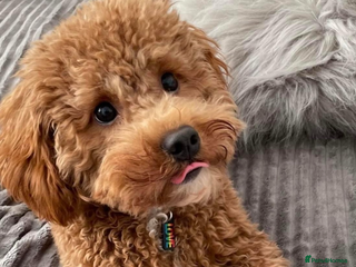 Cavapoo dogs - Advert 13