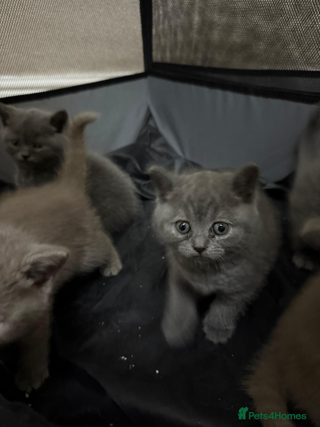 British Shorthair cats for sale: British Shorthair kitten  - Image 17