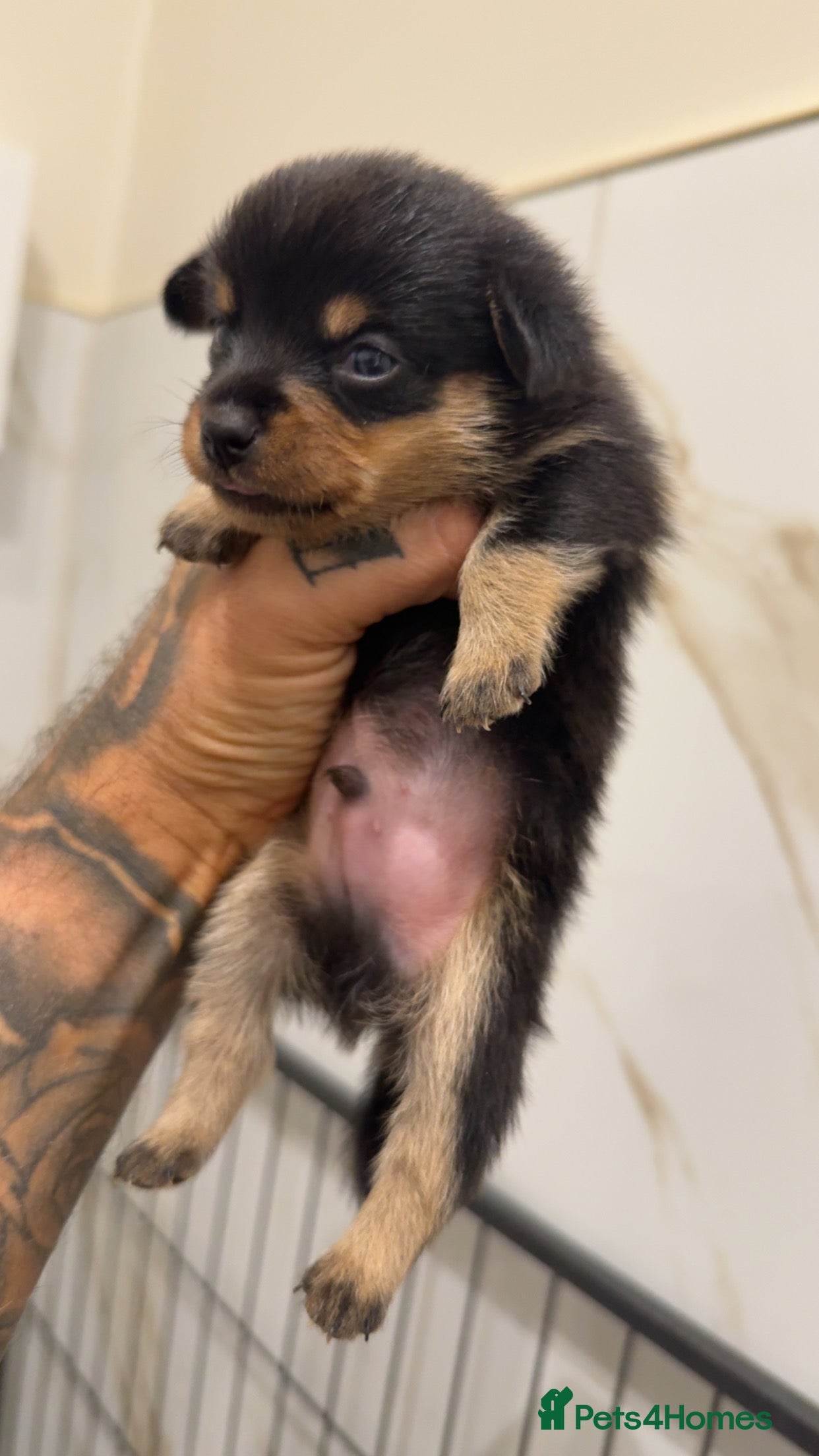 Miniature Dachshund dogs BLACK AND TAN BOY ONLY  - Advert 14