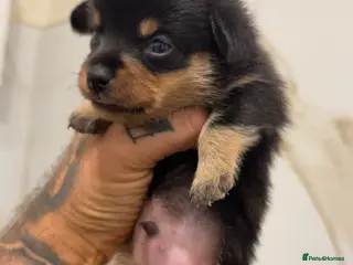 Miniature Dachshund dogs BLACK AND TAN BOY ONLY - Advert 14