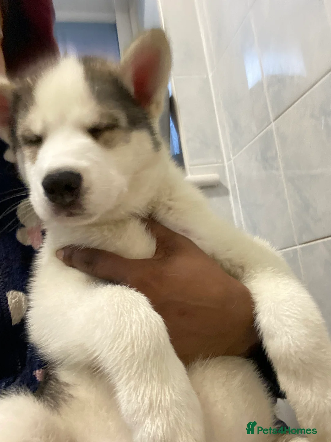 Siberian Husky dogs for sale: Magnificent Siberian Husky Puppies  - Advert 8