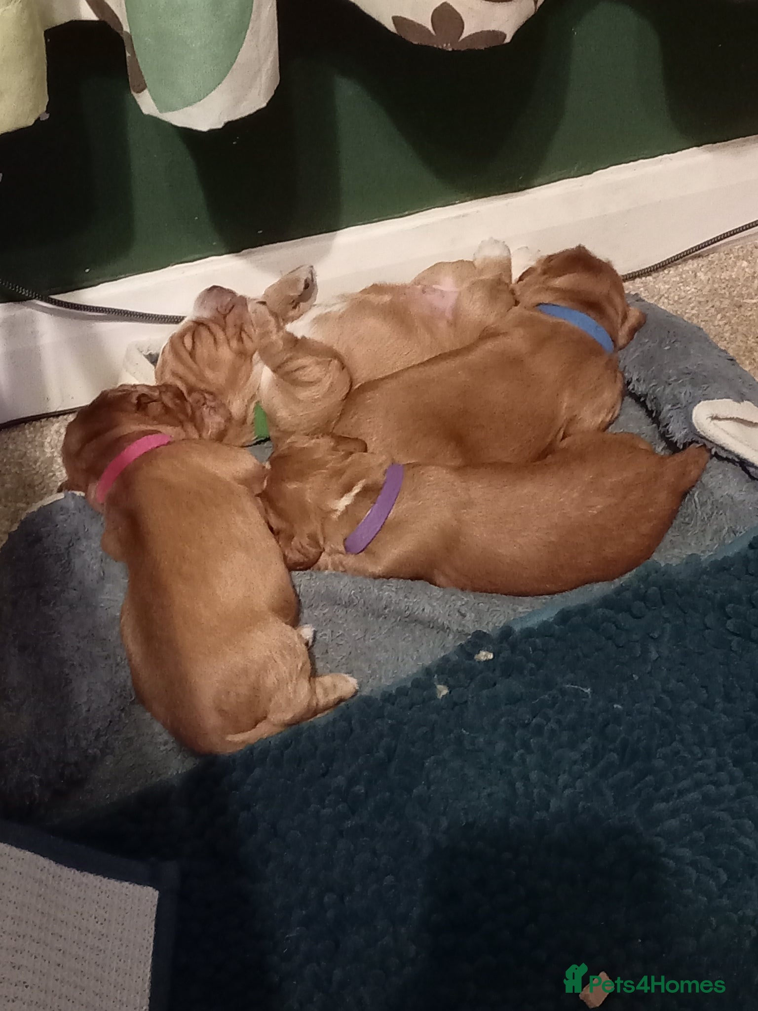 Cocker Spaniel dogs Working Cocker Spaniel Pups for sale - Advert 1